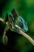 Panther chameleon {Chamaeleo pardalis} portrait, controlled conditions, from Madagascar