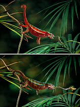 Panther chameleon {Furcifer pardalis} catching cricket with tongue, controlled conditions, sequence, controlled conditions, from Madagascar
