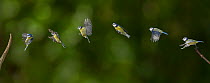 Blue tit {Parus caerulus} flight sequence, multiflash image, UK