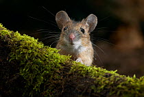 Yellow-necked mouse {Apodemus flavicollis} controlled conditions, UK