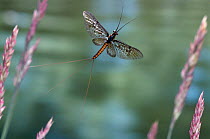 Mayfly (Ephemera danica) in flight, UK