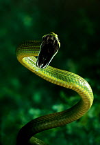 Green cat snake (Boiga cyanea) striking, a rear-fanged arboreal rainforest species, controlled conditions, from India and SE Asia