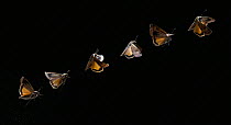 Large yellow underwing moth {Noctua pronuba} flight sequence, Multiflash image
