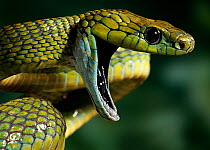 Green cat snake (Boiga cyanea) defensive behaviour, a rear-fanged arboreal rainforest species, controlled conditions, from India and SE Asia
