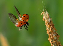 Seven spot ladybird (Coccinella septempuncatata) taking off backwards from plant, UK