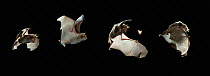 Greater horseshoe bat (Rhinolophus ferrum-equinum) flying, catching moth sequence, mulitflash, controlled conditions, from Europe