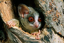 Northern lesser bushbaby {Galago senegalensis} portrait, controlled conditions, from Africa
