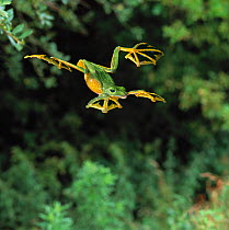 Wallace's flying frog (Rhacophorus nigropalmatus) gliding from tree, controlled conditions, from Malaysia and Indonesia