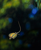 Flying lizard (Draco volans) gliding, controlled conditions, from Indonesia