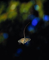 Flying lizard (Draco volans) gliding, controlled conditions, from Indonesia
