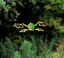 Wallace's flying frog (Rhacophorus nigropalmatus) gliding from tree, controlled conditions, from Malaysia and Indonesia