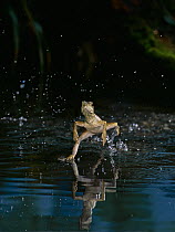 Giant sailfin dragon lizard {Hydrosaurus amboinensis} running over the surface of water, controlled conditions, from Indonesia