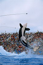 Killer whale (Orcinus orca) leaping as part of a show, captive, Shamu Stadium, Sea World, San Diego, USA, 2002