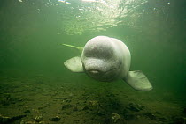 Young Beluga whale (Delphinapterus leucas) in harbour, Newfoundland, Canada
