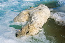 Dead Polar bear (Ursus maritimus) which has starved to death, Lancaster Sound, Nunavut, Canadian high Arctic