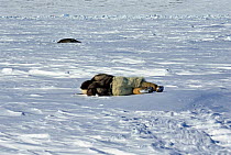 Hunter from Greenland in traditional animal skin clothing, including polar bear trousers, creeping up on a sleeping seal, using a traditional hunting technique, near Resolute, Nunavut, Canadian high A...