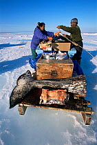 Inuit man and woman loading butchered Narwhal onto komatik / Inuit sledge to transport back to Arctic Bay, Nunavut, Canada, June 2002