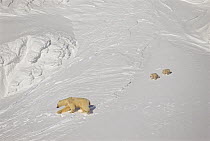 Female Polar bear (Ursus maritimus) with two young cubs, during filming for BBC series Planet Earth, Kong Karls Land, Svalbard Archipelago, Norwegian Arctic