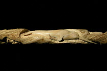 Narwhal tusk carved to depict a narwhal by Inuit artist, Looty Pijamini