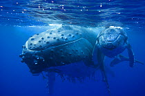 Humpback whale (Megaptera novaeangliae) mother and calf, Kingdom of Tonga, South Pacific, September Not available for ringtone/wallpaper use.
