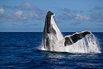 Humpback whale (Megaptera novaeangliae) breaching, Vava'u, Kingdom of Tonga, South Pacific, September