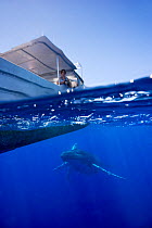 Humpback whale (Megaptera novaeangliae) swimming below a whale watching boat, Sue Flood, photographer in boat, Vava'u, Kingdom of Tonga, South Pacific, September 2006, Model released