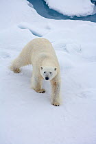 Polar bear (Ursus maritimus) on ice, Arctic Ocean, July