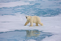 Male Polar bear (Urus maritimus) with scars, walking on ice, Russian Arctic, July 2008