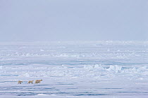 Female Polar bear (Ursus maritimus) with two cubs, Russian Arctic, July 2008