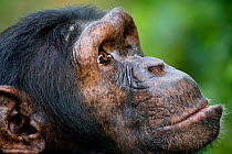 Female Chimpanzee head profile (Pan troglodytes) Billi, Ngamba Island Chimpanzee Sanctuary, Uganda