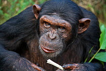 Chimpanzee (Pan troglodytes) feeding on aframomum, Ngamba Island Chimpanzee Sanctuary, Uganda, September