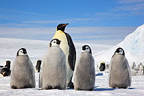 Emperor penguin (Aptenodytes forsteri) four chicks and an adult, Snow Hill Island rookery, Antarctica, November