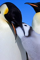 Emperor penguin (Aptenodytes forsteri) feeding chick, Snow Hill Island rookery, Antarctica, November