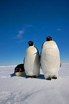 Three Emperor penguins (Aptenodytes forsteri) Cape Washington colony, Ross Sea, Antarctica, December