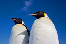 Two Emperor penguins (Aptenodytes forsteri) Cape Washington colony, Ross Sea, Antarctica, December