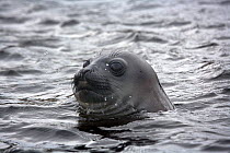 Southern elephant seal (Mirounga leonina) pup with head above water, Campbell Island, New Zealand, sub Antarctic Islands, December