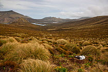 Southern royal albatross (Diomedea epomophora) resting, Campbell Island, New Zealand, sub Antarctic Islands, December 2008