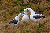 Three Southern royal albatrosses (Diomedea epomophora) interacting, Campbell Island, New Zealand, sub Antarctic Islands, December 2008
