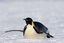 Emperor penguin (Aptenodytes forsteri) sliding on ice, Cape Washington, Ross Sea, Antarctica, December, December