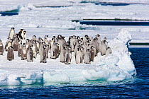 Emperor penguins (Aptenodytes forsteri) adults and chicks on ice, Cape Washington, Ross Sea, Antarctica, December