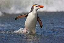 Royal penguin (Eudyptes schlegeli) walking through water, Macquarie Island, Australian sub Antarctic islands
