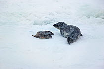 Leopard seal (Hydrurga leptonyx) female with young pup on sea ice, Crystal Sound, Antarctica, November
