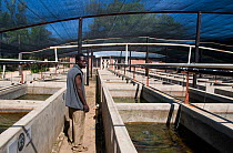 The Stewart Grant Tropical Fish Farm for Cichlid fish, Senga Bay on the shore of Lake Malawi, Malawi. March 2009