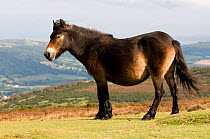 Exmoor Pony (Equus caballus) with brand marks, Porlock Common, Exmoor National Park, Somerset, UK, September 2009