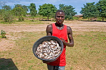 Fisherman holding basket of Cichlid fish from Lake Niassa (Lake Malawi), Mozambique. March 2009