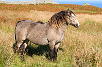 Lundy Pony (Equus caballus) amongst soft rush (Juncus effusus), Lundy Island, Bristol Channel, UK, September 2009