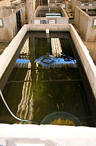Cichlid fish tanks on commercial fish farm, Lake Malawi, Malawi March 2009
