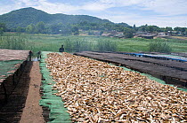 Drying Cichlid fish (Copadichromis sp) known locally as "Utaka", on racks on the shore of Lake Malawi, Malawi. March 2009