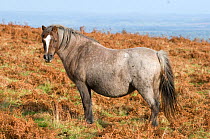 Domestic horse, Welsh pony (Equus caballus) against a backdrop of dead bracken (Pteridium aquilinum) fronds, Hergest Ridge, Wales, UK. February 2009