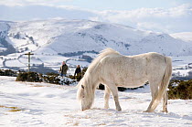 Domestic horse, grey Welsh Pony (Equus caballus) and walkers in snow on Offa's Dyke Path, Hergest Ridge, Wales, UK. February 2009
